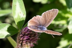 Cyaniris semiargus, Azuré des Anthyllides
