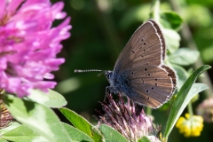 Cyaniris semiargus, Azuré des Anthyllides