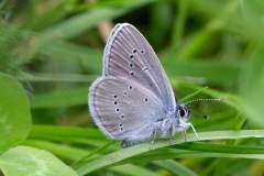 Cyaniris semiargus, Azuré des Anthyllides