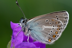 Eumedonia eumedon, Argus de le Sanguinaire (L')