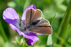 Eumedonia eumedon, Argus de le Sanguinaire (L')