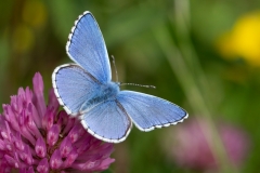 Lysandra bellargus, Azuré bleu-céleste (L')