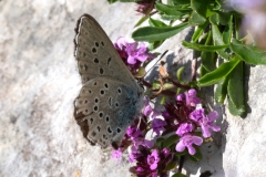 Phengaris arion, Azuré du Serpolet (L')