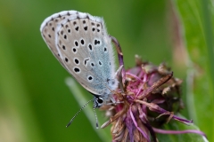 Phengaris arion, Azuré du Serpolet (L')
