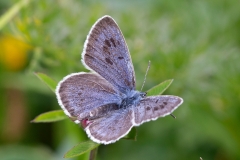 Phengaris arion, Azuré du Serpolet (L')