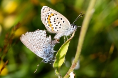 Plebejus idas, Azuré du Genêt (L') ou Plebejus argus, Azuré de l'Ajonc (L')