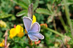 Plebejus idas, Azuré du Genêt (L') ou Plebejus argus, Azuré de l'Ajonc (L')