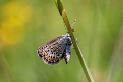 Plebejus idas, Azuré du Genêt (L') ou Plebejus argus, Azuré de l'Ajonc (L')