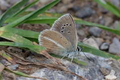 Polyommatus damon, Sablé du Sainfoin (Le)