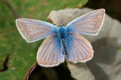 Polyommatus damon, Sablé du Sainfoin (Le)