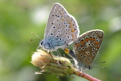 Polyommatus icarus ; Azuré de la Bugrane (L'), Argus bleu (L'), Azuré d'Icare (L'), Icare (L'), Lycène Icare (Le), Argus Icare (L')