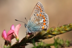 Polyommatus thersites, Azuré de L'Esparcette (L')