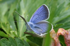Cyaniris semiargus, Azuré des Anthyllides (L')