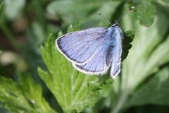 Glaucopsyche alexis, Azuré des Cytises (L