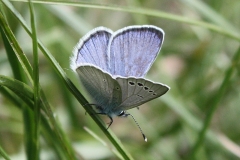 Glaucopsyche alexis, Azuré des Cytises (L')