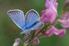Polyommatus damon, Sablé du Sainfoin (Le)