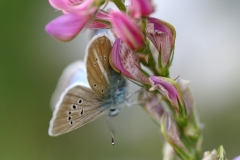 Polyommatus damon, Sablé du Sainfoin (Le)