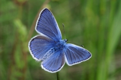 Polyommatus icarus, Azuré de la Bugrane (L')