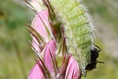 Polyommatus damon ; Sablé du Sainfoin (Le), Argus du Sainfoin (L'), Argus lustré (L'), Argus trait blanc (L'), Damon (Le)