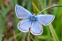 Agriades orbitulus ; Azuré de la Phaque (L'), Argus azur (L'), Azuré alpin (L')