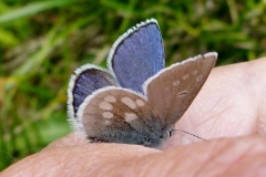 Agriades orbitulus ; Azuré de la Phaque (L'), Argus azur (L'), Azuré alpin (L')