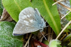 Agriades orbitulus ; Azuré de la Phaque (L'), Argus azur (L'), Azuré alpin (L')
