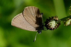 Phengaris nausithous, Azuré des paluds (L')
