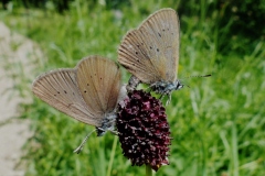 Phengaris nausithous, Azuré des paluds (L')