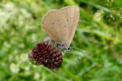 Phengaris nausithous, Azuré des paluds (L')