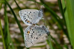 Agriades optilete ; Azuré de la Canneberge (L'), Argus bleu turquin (L'), Argus pervenche (L')