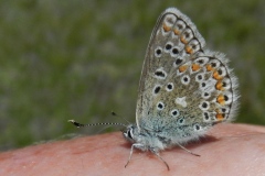 Polyommatus eros ; Azuré de l'Oxytropide (L'), Azuré d'Éros (L'), Argus bleu acier (L')