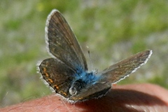 Polyommatus eros ; Azuré de l'Oxytropide (L'), Azuré d'Éros (L'), Argus bleu acier (L')