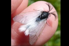 Ptilocephala cf albida