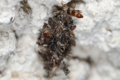Dahlica sp. ; Solénobie (La)