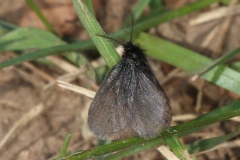 Epichnopterix sp.