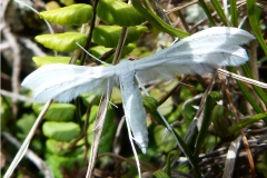 Pterophorus pentadactylus, Ptérophore blanc