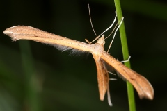 Stenoptilia pterodactyla, Saint-Laurent (74), ©Photo Alain Benard