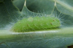 Pterophorus pentadactylus, Ptérophore blanc (Le)