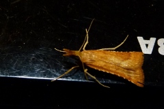 Synaphe punctalis, Clédéobie étroite (La)