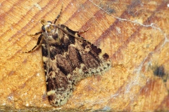 Aglossa caprealis, L'Aglosse cuivrée