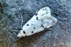 Myelois circumvoluta ; Myélophile tamis (Le), Phycide des Chardons (La)