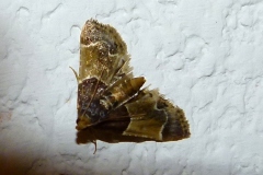 Pyralis farinalis, Pyrale de la farine (La)