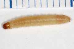 Plodia interpunctella ; Teigne des fruits secs (La), Pyrale indienne des fruits secs (La)