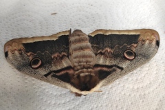 Saturnia pyri ; Grand Paon de nuit