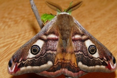 Saturnia pavonia, Petit Paon de Nuit (Le)