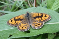 Lasiommata megera, Satyre (Le)