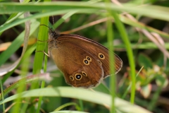Aphantopus hyperantus, Tristan (Le)
