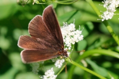 Aphantopus hyperantus, Tristan (Le)