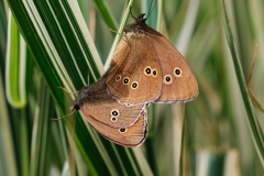 Aphantopus hyperantus, Tristan (Le)