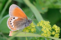 Coenonympha gardetta, Satyrion (Le)